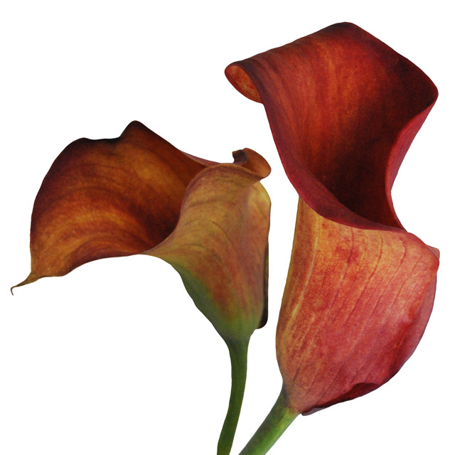Two Rust Calla Lilies